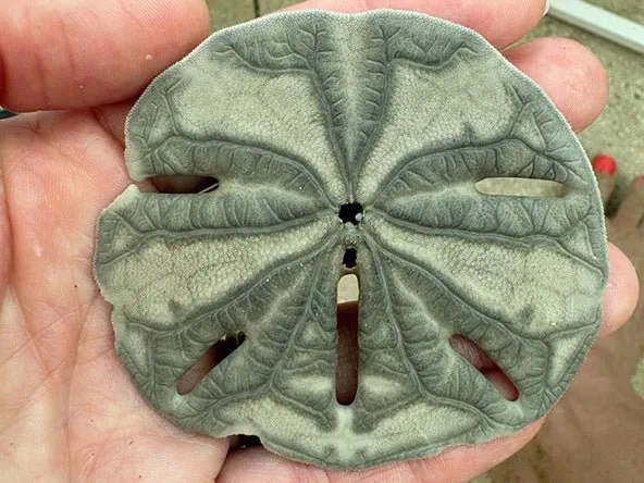 Sand Dollar Pendant